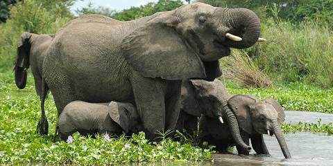 liwonde national park 007.jpg