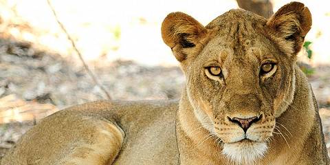 south luangwa national park 027.jpg