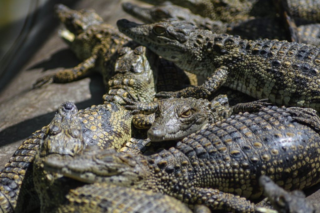 Close-up view of Nile crocodiles sunbathing, showcasing their detailed scales and textures.