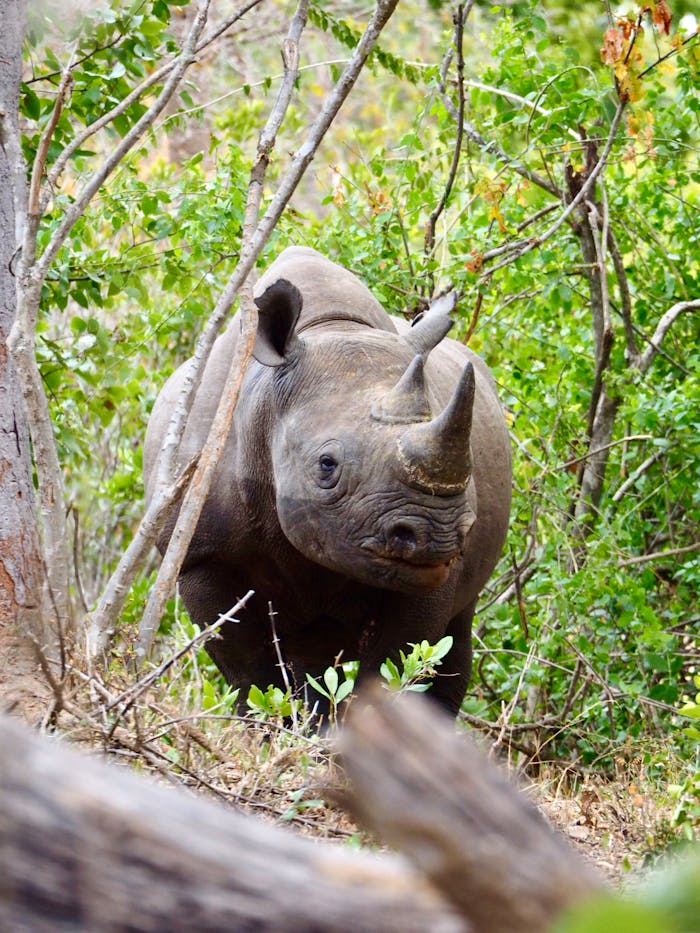 A black rhinoceros roaming freely in a lush forest in Southern Malawi.
